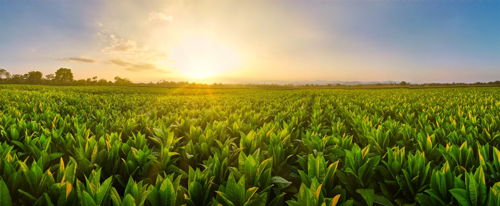 Tobacco field at sunrise in Jalapa, Nicaragua